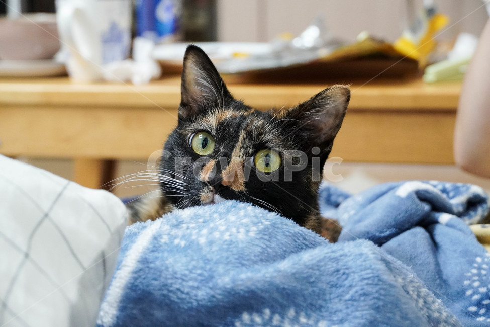 고양이,cat,카오스,귀여운,사랑스러운,동물,animal,포유류,mammal,고양이,cat,kitten,kitty
