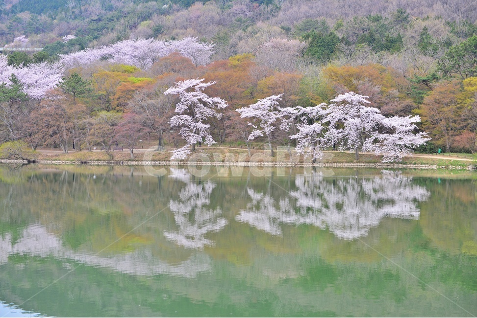 경남,창원,진해,여좌동,내수면환경생태공원,벚꽃,저수지,반영,plant,식물,꽃,봄,계절,spring,season,자연,풍경,nature,landscape