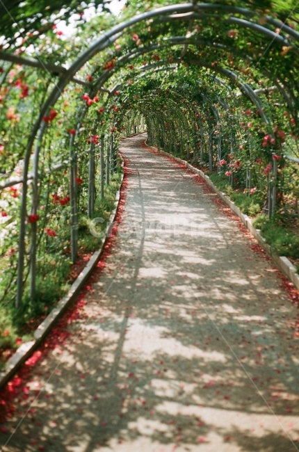 장미터널,장미,장미덩쿨,담쟁이,덩쿨,통로,필름,터널,자연,풍경,nature,landscape,arbour,정자,garden,정원,outdoors,옥외