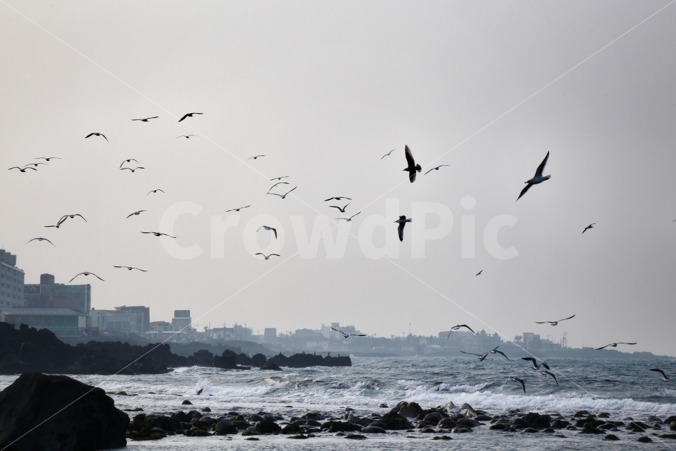 제주도,용연,갈매기,바다풍경,바다,도시,풍경,city,landscape,동물,animal,조류,새,birds,flock,대군,bird