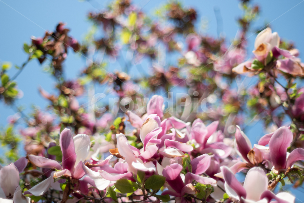 목련,보라목련,핑크목련,목련꽃,목련나무,봄,계절,spring,season,식물,자연,plants,nature,꽃,flower,plant,blossom