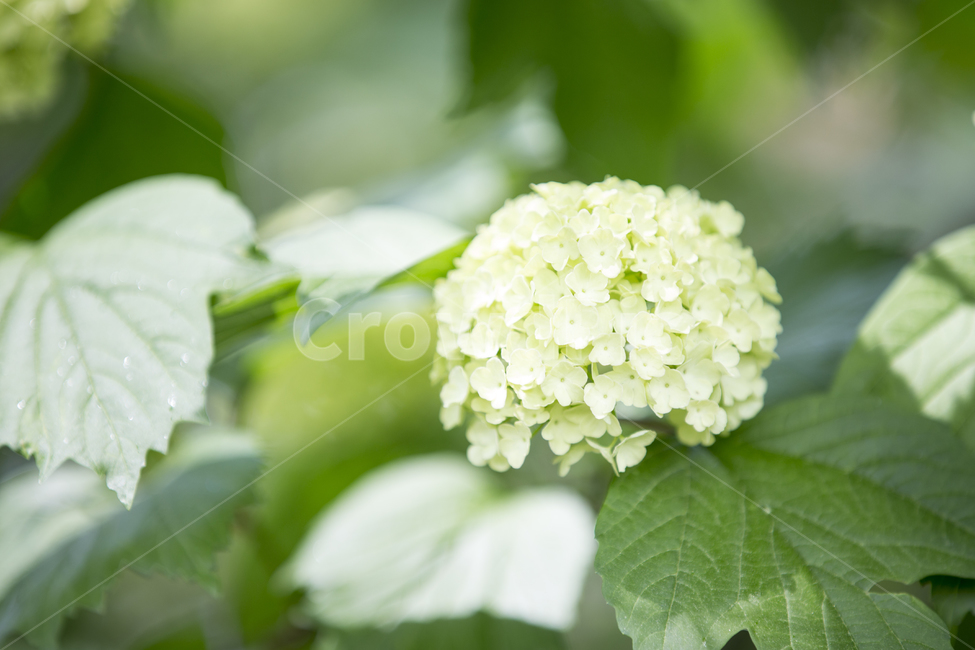 수국,수국꽃,플라워,flower,hydrangea,야생화,식물,plant,bigleafhydrangea,macrophylla,수목원,가든,정원,숲길,숲,forest,garden,노란꽃,노랑꽃,yellow,꽃잎,leaf,식물,자연,plants,nature,꽃,flower
