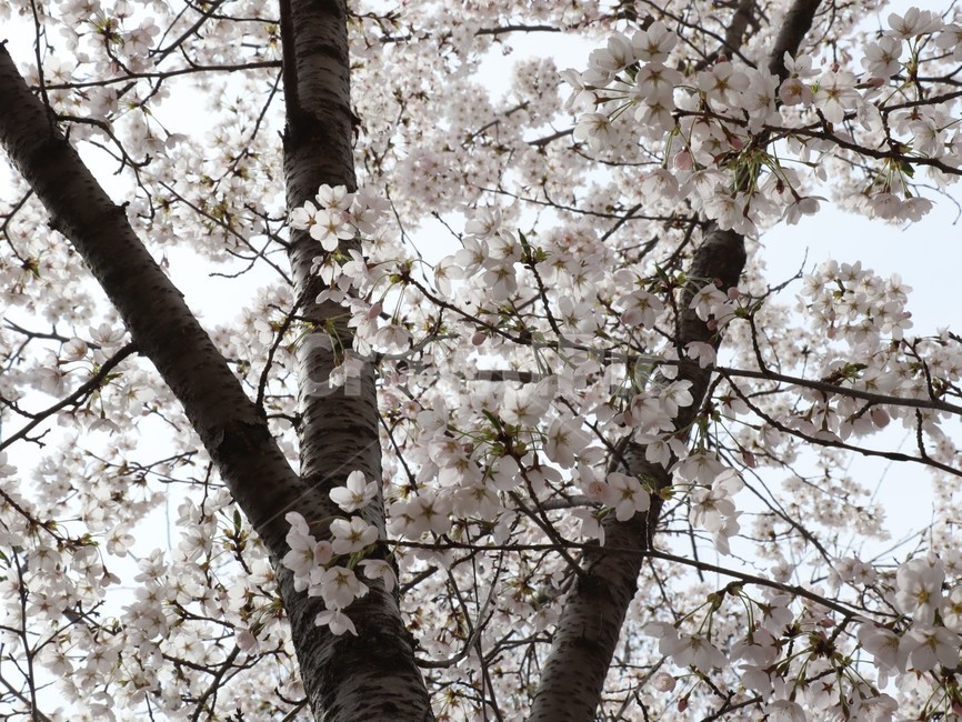 벚꽃,만개,봄,봄꽃,개화,봄,계절,spring,season,plant,식물,flower,꽃,blossom,cherry blossom