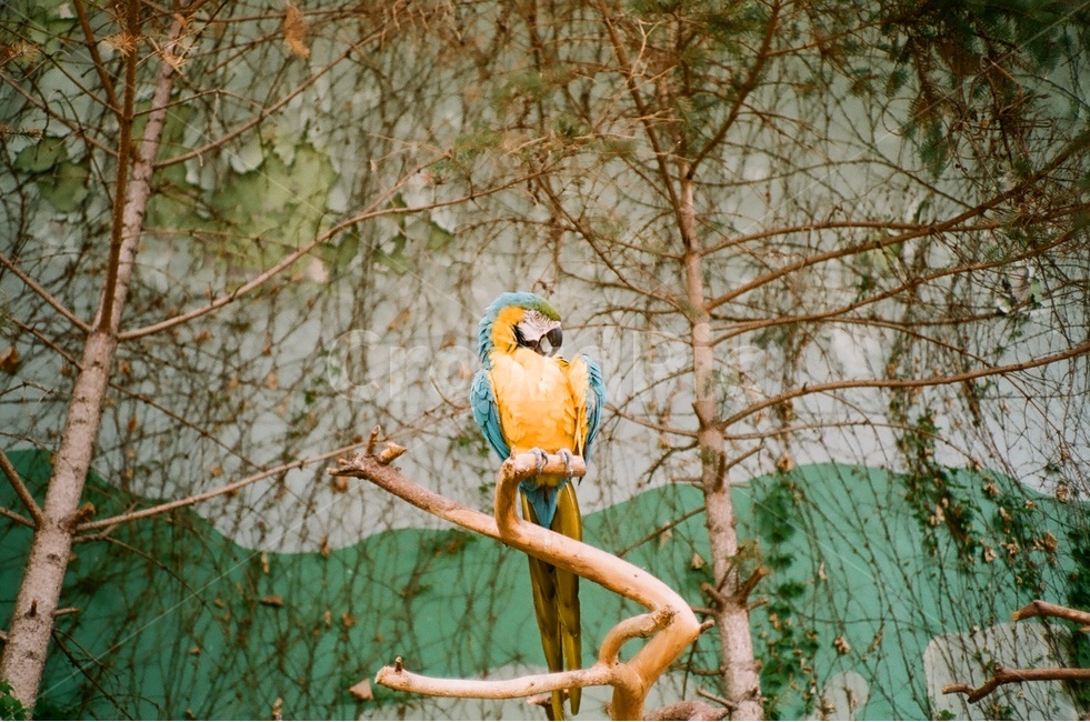 조류,새,동물원,앵무새,새장,금강앵무,청금강,동물,animal,조류,새,birds