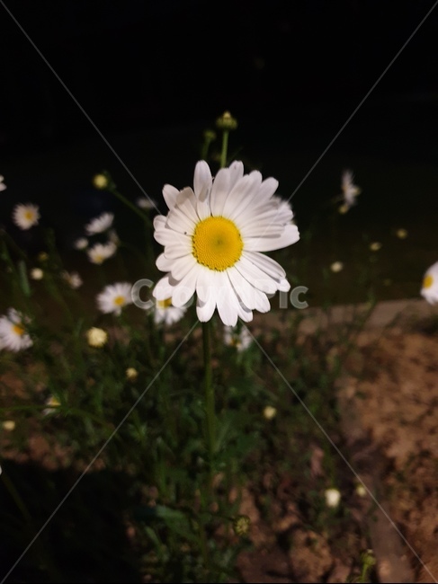 데이지,flower,꽃,식물,국화