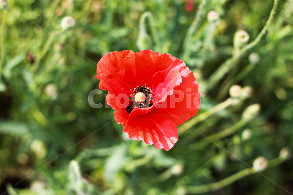 식물,꽃,양귀비,red,꽃잎,꽃양귀비,flower,plant,nature