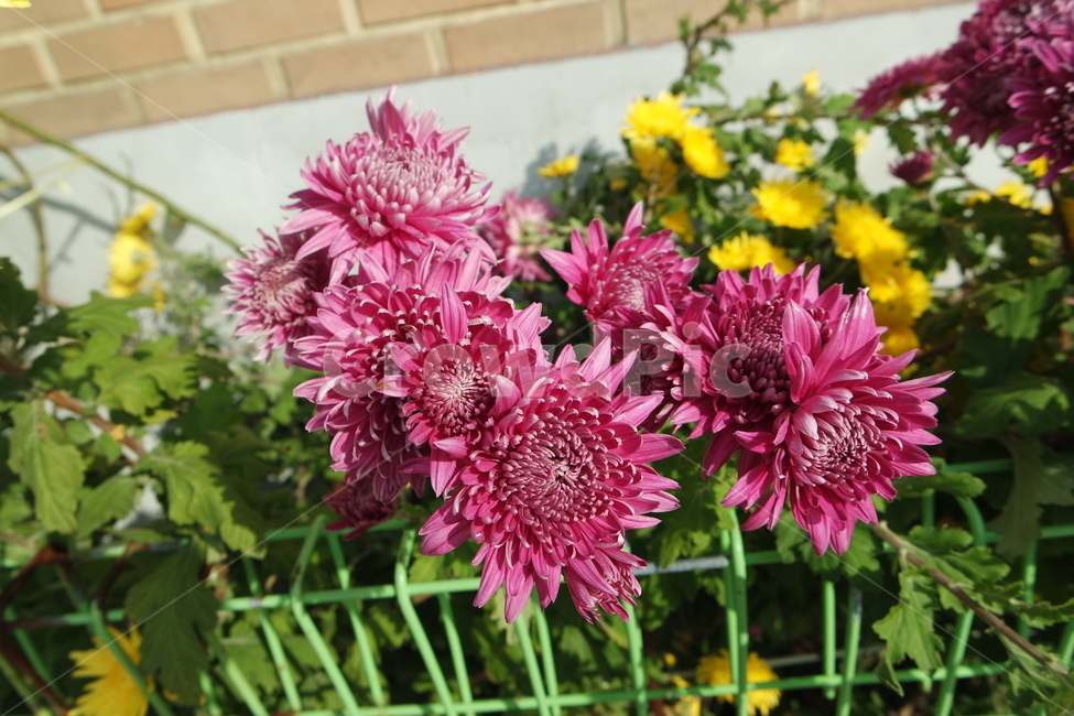 수국,노랑수국,잎,잎사귀,자주색,hydrangea,yellowhydrangea,leaf,purple,plant,식물,flower,blossom,꽃,dahlia,달리아,식물,자연,plants,nature,꽃,flower
