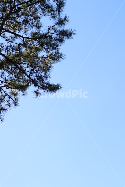하늘,소나무,sky,blue,파란,나무,식물,잎,tree,plant