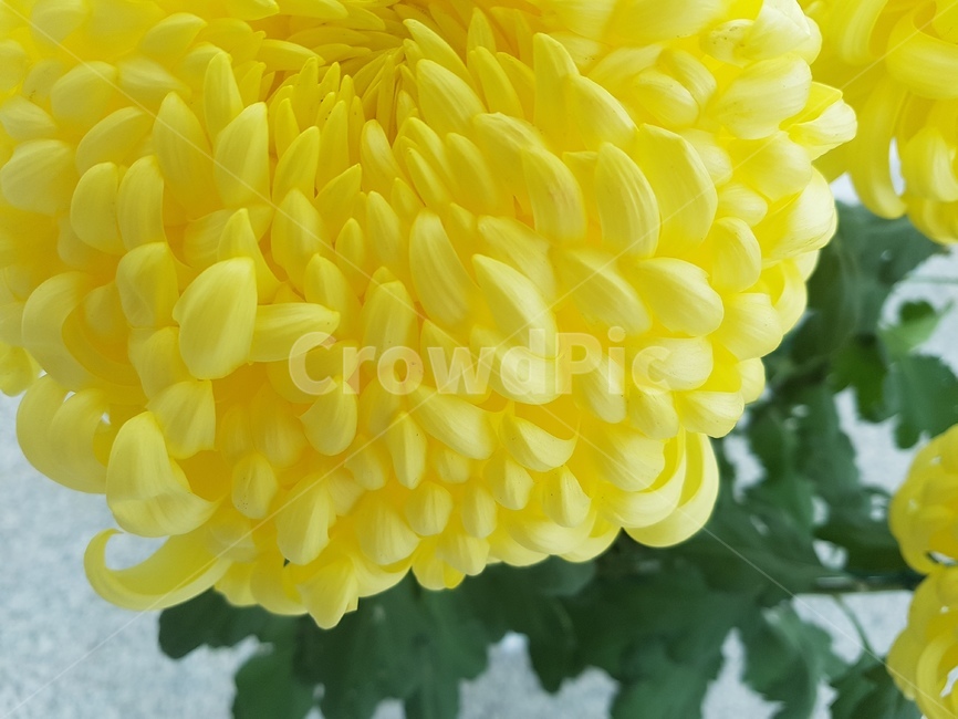 국화,가을,꽃,대국,국화꽃,가을꽃,자연,식물,감성,꽃,flower