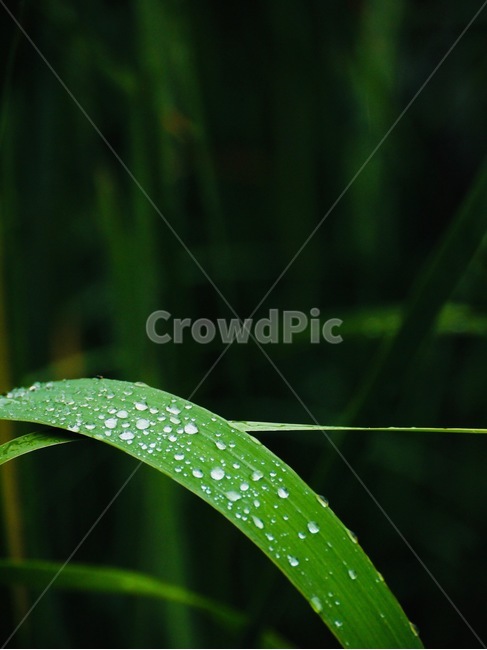 싱그러움,비오는날,빗방울,녹색,감성,식물,자연,plants,nature,비,비오는날,rain,rainy