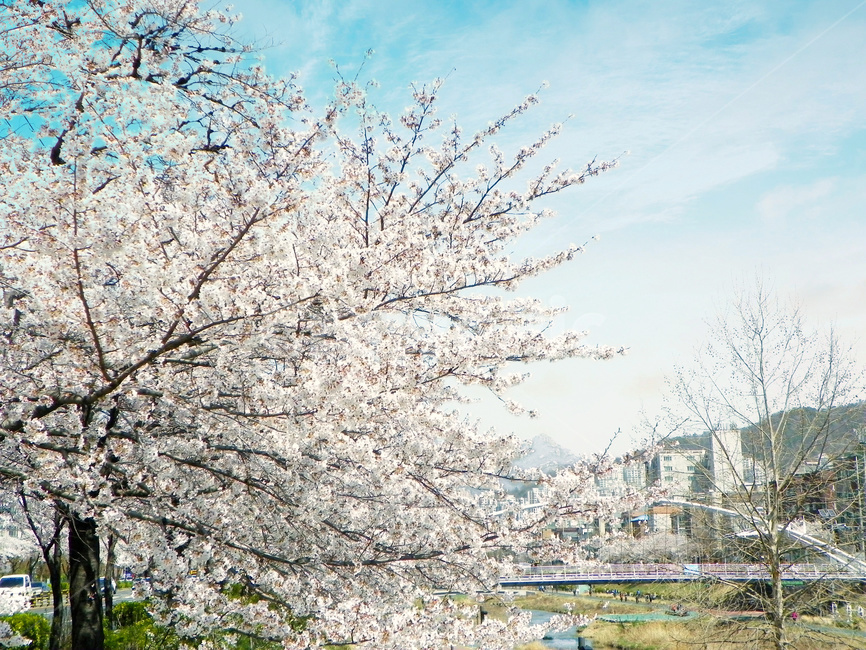 벚꽃나무,봄,벚나무,꽃,식물,불광천