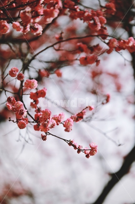 홍매화,매화,꽃,apricotflower,pinkflower,봄,계절,spring,season,식물,자연,plants,nature,꽃,flower,plant,blossom