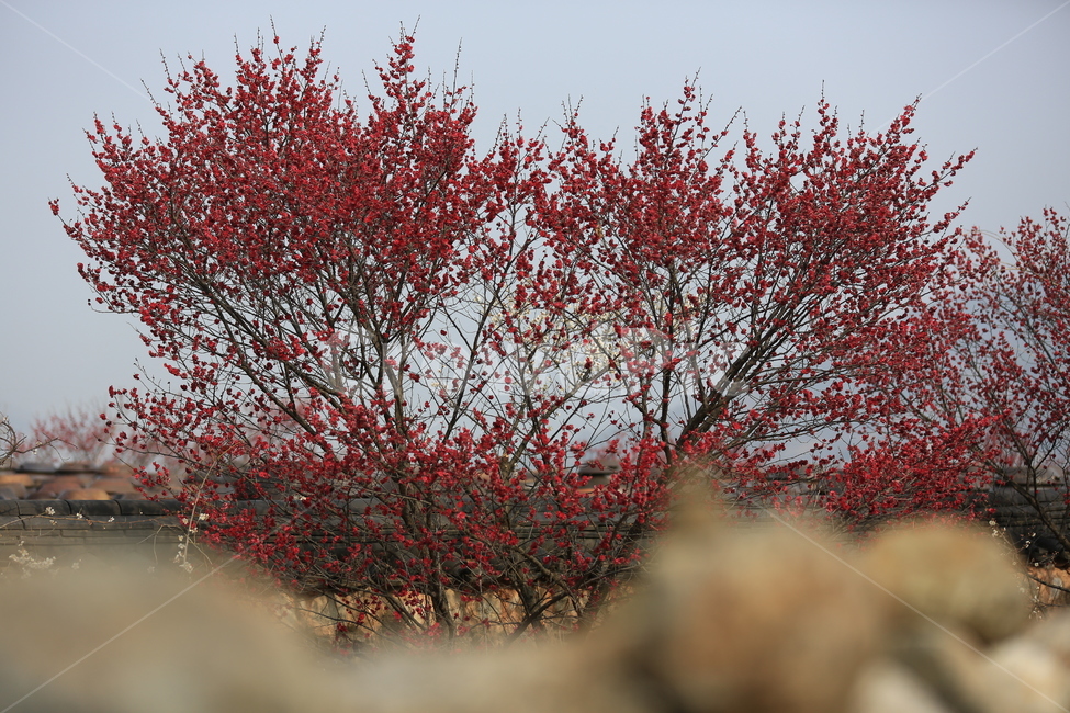꽃,매화,식물,자연,홍매화,봄,봄,계절,spring,season,식물,자연,plants,nature,꽃,flower,tree,나무,plant,maple,단풍