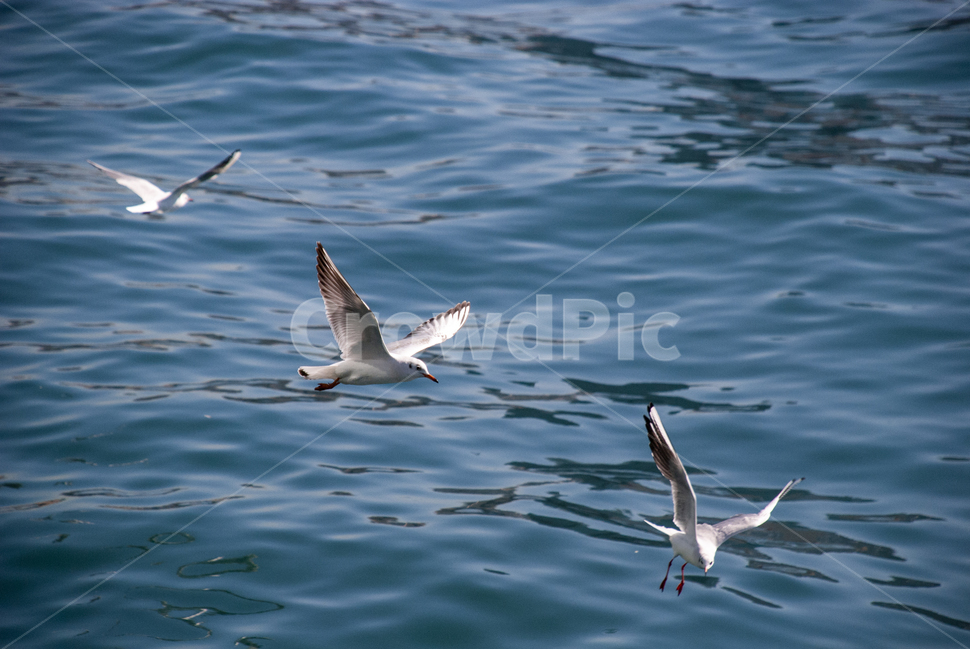 갈매기,바다,날다,자유,평화,동물,animal,조류,새,birds