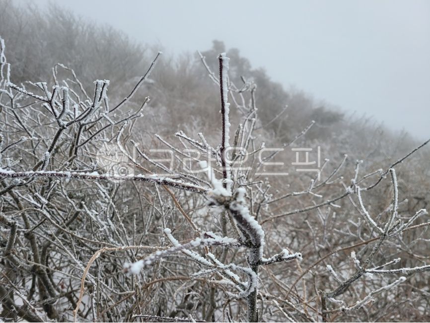 눈꽃,서리,겨울,산,겨울산,눈