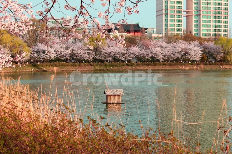 벚꽃,강,갈대,풍경,봄,봄꽃,노을,한옥,건물,꽃,식물,자연,감성,힐링,cherryblossom