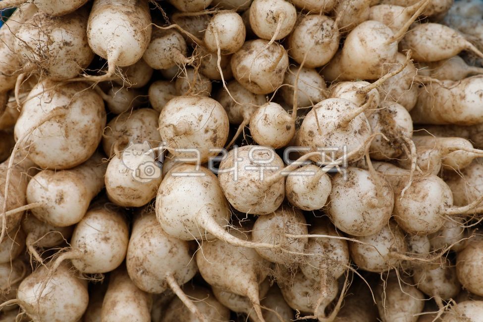 무우,무우김치,무우밭,무우반찬,김치,김장,무우시래기,시래기,채소,야채,식품,식물,음식,반찬,요리,동치미,무우말랑이,식사,무우말랭이,순무,무우농장,가을,총각김치,깍두기김치,radish,radishkimchi,radishfield,radishsidedish,kimchi,makingkimchi,shiraege,radishradish,japaneseradish,bachelorkimchi,kkakdugikimchi,plant,sidedish,foodcooking,shiraegi,농장,farm,autumn,vegetable