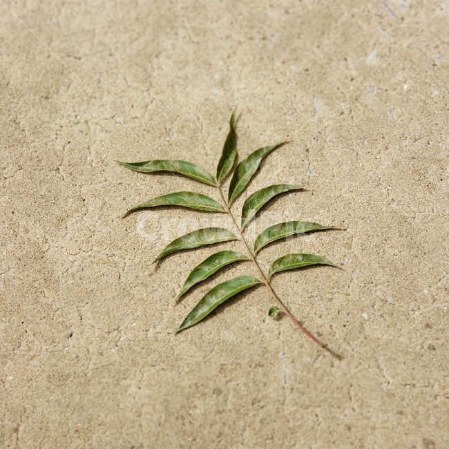 풀,나뭇잎,잎,잎사귀,초록색,계절,숲,여름,식물,자연,leaves,plants,초록,배경,백그라운드,background,green,그린,leaf,바탕,감성,식물,자연,plants,nature