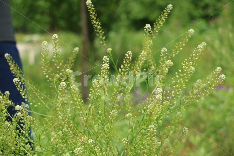 식물,잔디,초목,냉이,grass