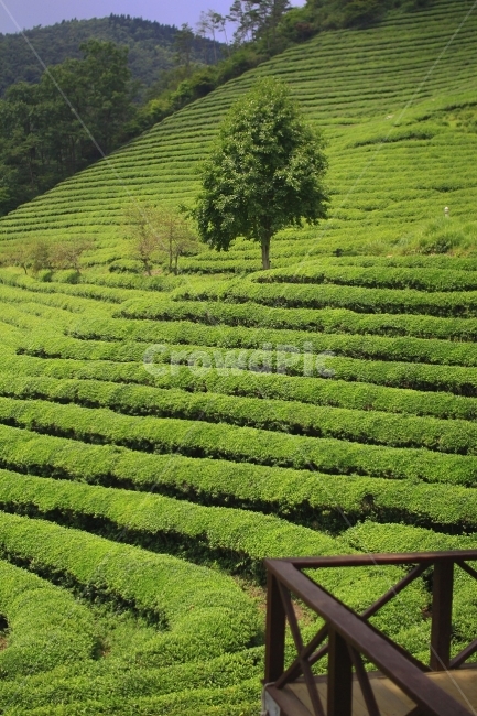 녹차밭,초록색,여름,내일로,풍경사진,젊음,외톨이나무,보성,자연,풍경,nature,landscape,한국자연풍경,한국자연경관,korea nature landscape,식물,plants,나무,trees,wood,산업,industry,industrial,농업,농사,agriculture,farming,farming industry