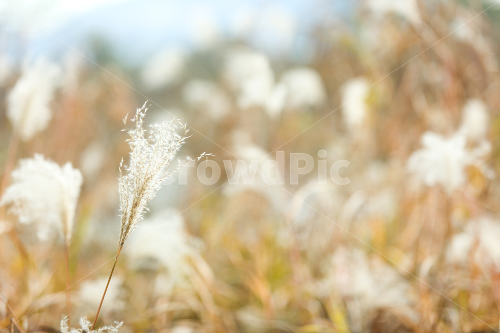갈대,가을갈대,가을,가을느낌,오후갈대,가을,계절,fall,autumn,season,식물,자연,plants,nature,감성,sensible,feeling,grass,잔디,plant
