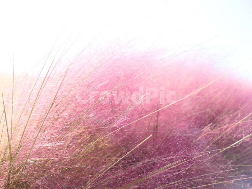 핑크뮬리,뮬리,muhly,pinkmuhly,여러해살이풀,여러해살이식물,핑크뮬리그라스,pinkmuhlygrass,속씨식물,외떡잎식물,벼목,가을,계절,fall,autumn,season,식물,자연,plants,nature
