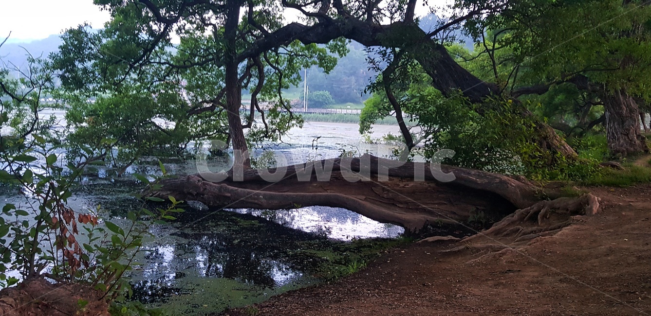 자연,풍경,저수지,나무,여름,자연,풍경,nature,landscape,tree,plant,식물,tree trunk,나무 줄기,outdoors,옥외,land,땅