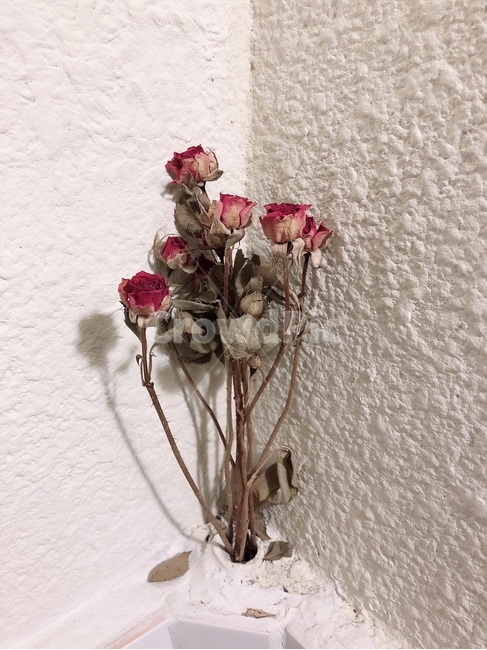 꽃,그림자,정물,드라이플라워,플라워,분홍,장미,식물,소품,꽃,flower,실내용화초,화분,화초,house plant