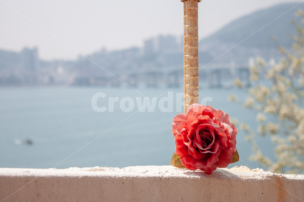 꽃,바다,빨강,도시,풍경,장미,꽃,flower