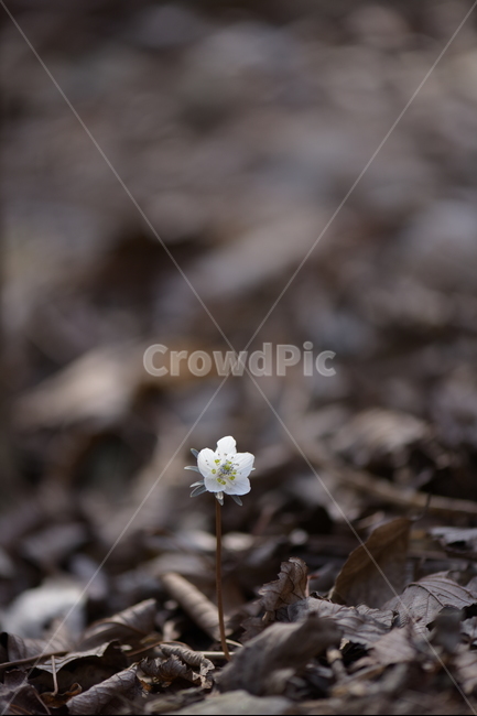 수리산,꽃,변산바람꽃,식물,flower
