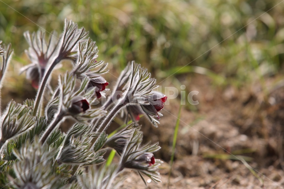 할미꽃,봄꽃,빨강색,식물,꽃,식물,자연,plants,nature,꽃,flower