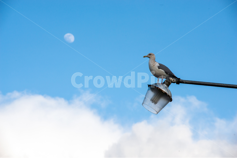 animal,동물,bird,새,달,가로등,풍경