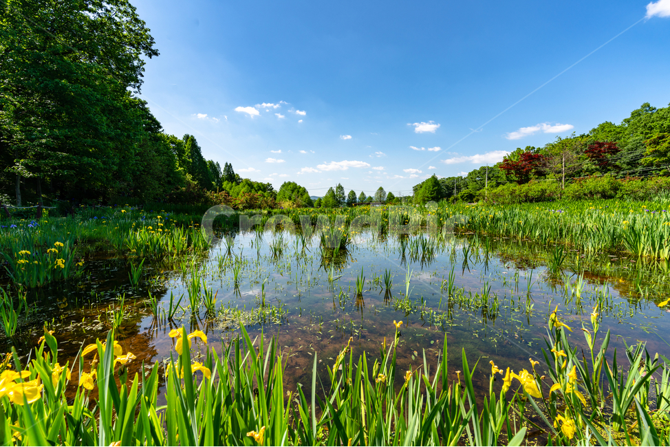맑음,하늘,나무,푸르름,공원,숲,sky,tree,park,foreset,연못,호수,반영,자연,풍경,nature,landscape,water,물,outdoors,옥외,land,땅