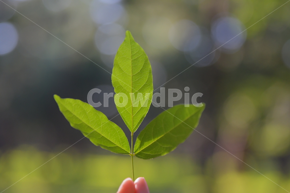 나뭇잎,잎,자연,식물,초록잎,초록,힐링,leaf,plant,nature,green,식물,자연,plants,nature
