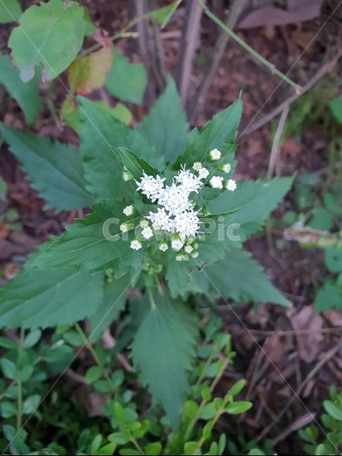 꽃,화이트,식물,힐링,flower,식물,자연,plants,nature,꽃,flower