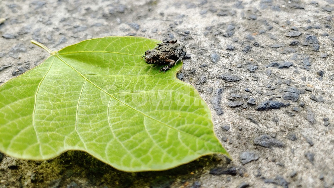 개구리,frog,babyfrog,nature,새끼개구리,작은개구리,leafandfrog