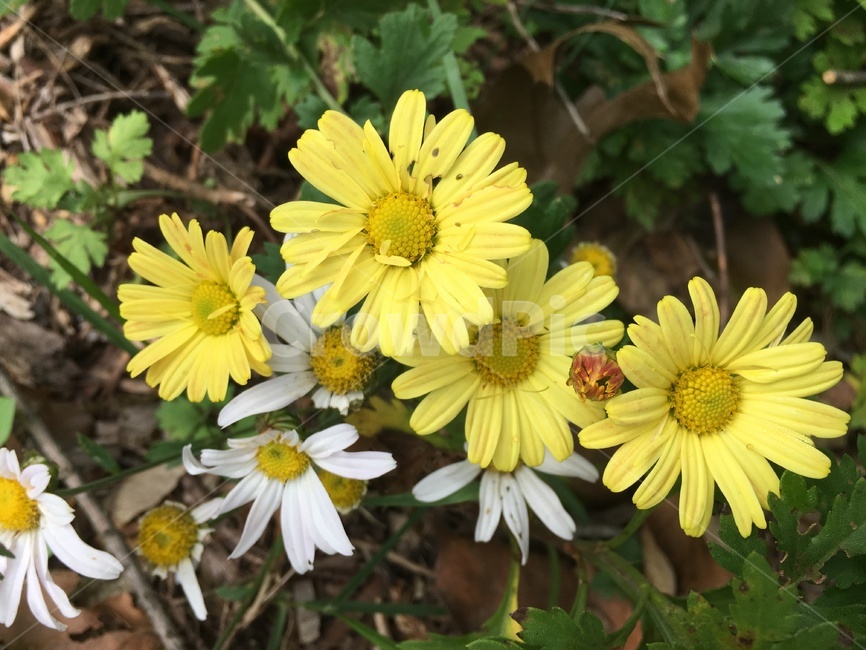 식물,flower,꽃,blossom,데이지,식물,자연,plants,nature