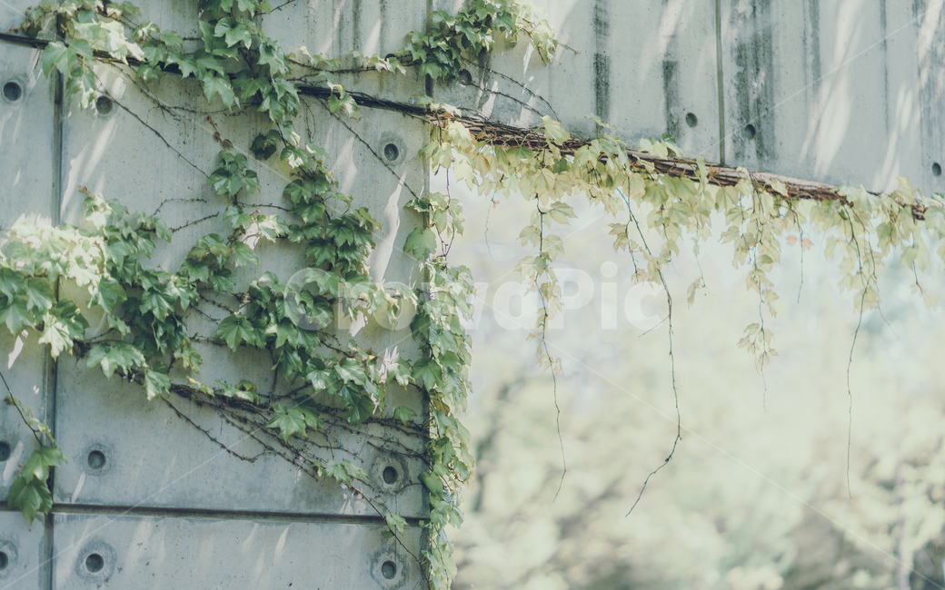 넝쿨,담쟁이,식물,벽,식물벽,식물,자연,plants,nature
