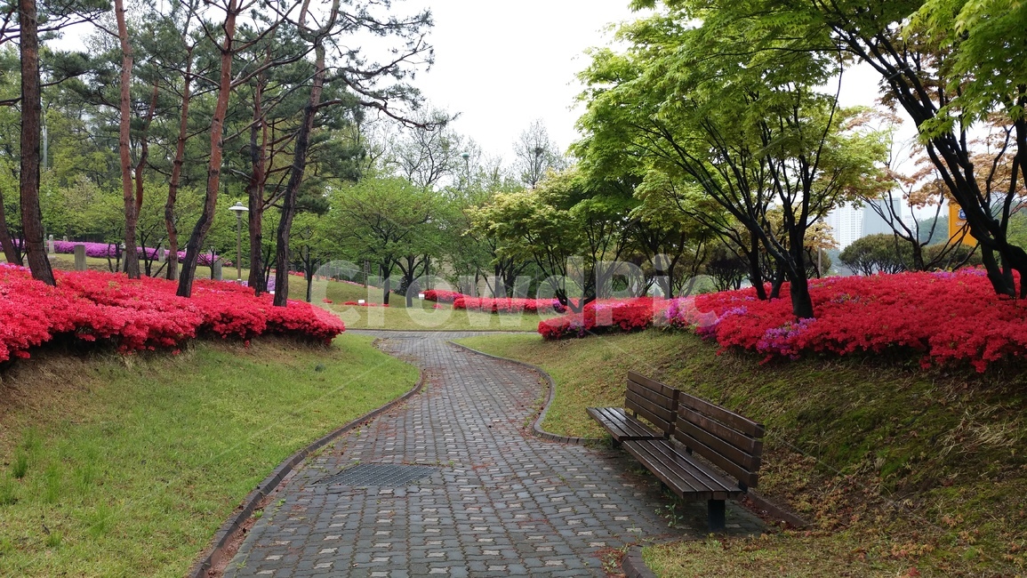 철쭉꽃,산책로,등산로,봄,꽃길