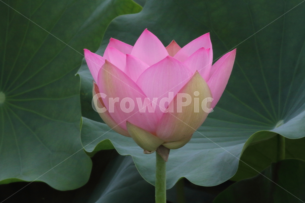 연,꽃,연꽃,식물,lotus,식물,자연,plants,nature,꽃,flower