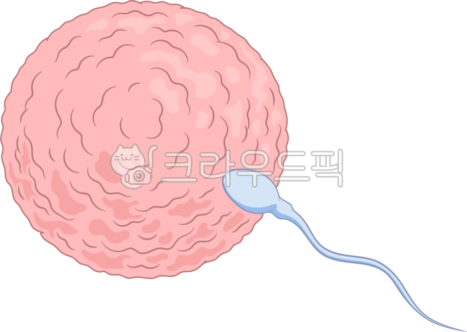 세포, 정자, 난자, 수정, 수정란, 사진,이미지,일러스트,캘리그라피 - phpeace3작가