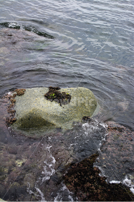 바위,바다,물결,해초,조개,어패류,자연,풍경,nature,landscape