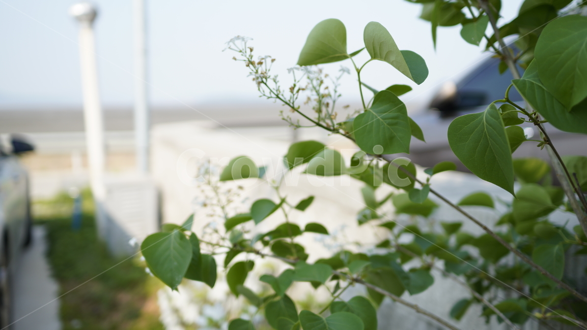 자연,꽃,정원,화분,햇살,식물,자연,plants,nature