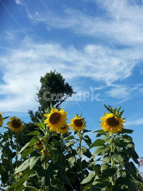 하늘,여름,푸른하늘,콫,해바라기,꽃,자유,구름,바람,식물,자연,plants,nature,꽃,flower