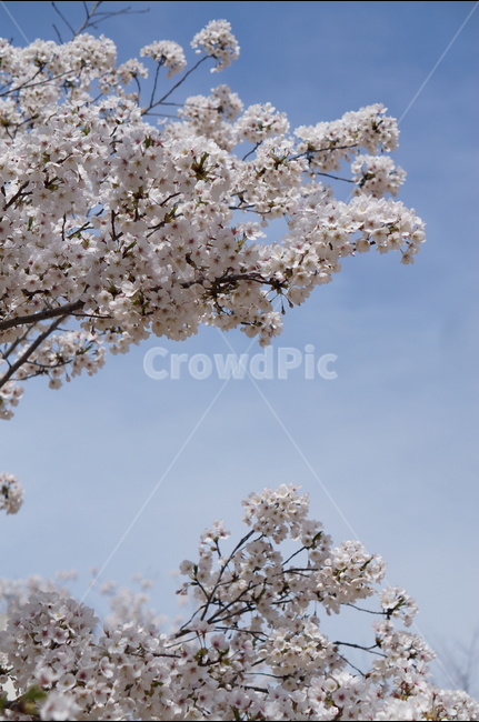 벗꽃,흰구름,4월,파랑하늘,하늘하늘,맑음,봄,계절,spring,season,식물,자연,plants,nature,꽃,flower,plant,blossom,cherry blossom,벚꽃
