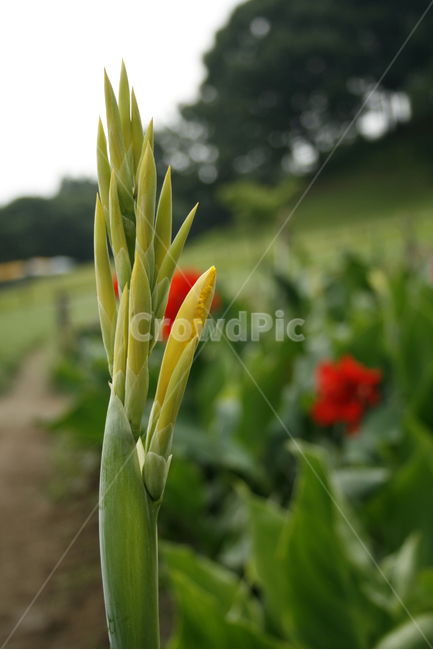 칸나,식물,flower,plants,nature,꽃,꽃봉오리,식물,자연,plants,nature,꽃,flower