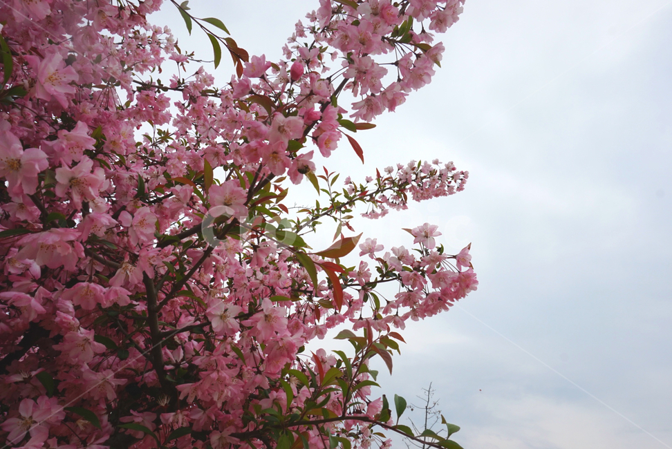 벚꽃,봄,구름,하늘,벚꽃나무,벚나무,핑크,꽃놀이,cherrybolssom,flowers,tree,나무,plants,식물,봄꽃,blossom,벚꽃축제,아름다운,우아한,beautiful,가든,garden,자연