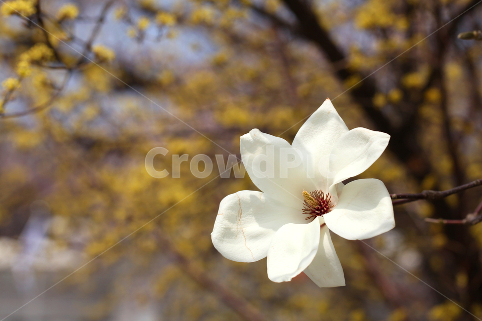 목련,꽃,목련꽃,봄꽃,순백,흰꽃,봄,계절,봄,계절,spring,season,식물,자연,plants,nature,꽃,flower,plant