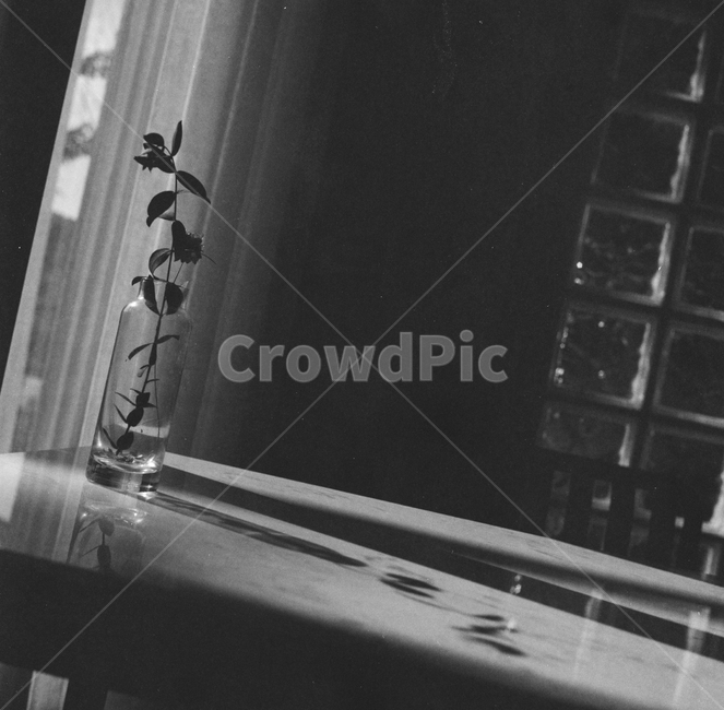 카페,꽃,흑백,그림자,감성,실내용화초,화분,화초,house plant,흑백,모노톤,monochrome,black and white