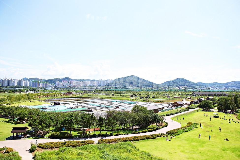 시흥갯골생태공원,공원,식물,자연,풍경,갈대,잡초,여름,게절,자연,풍경,nature,landscape,outdoors,옥외,scenery,경치